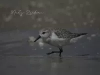 Amerikaanse Drieteenstrandloper [Calidris alba rubida]